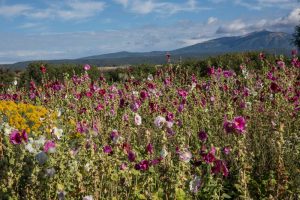 Spring in Full Bloom with a mountain view