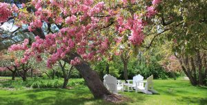 Private secluded lawn with trees in spring bloom